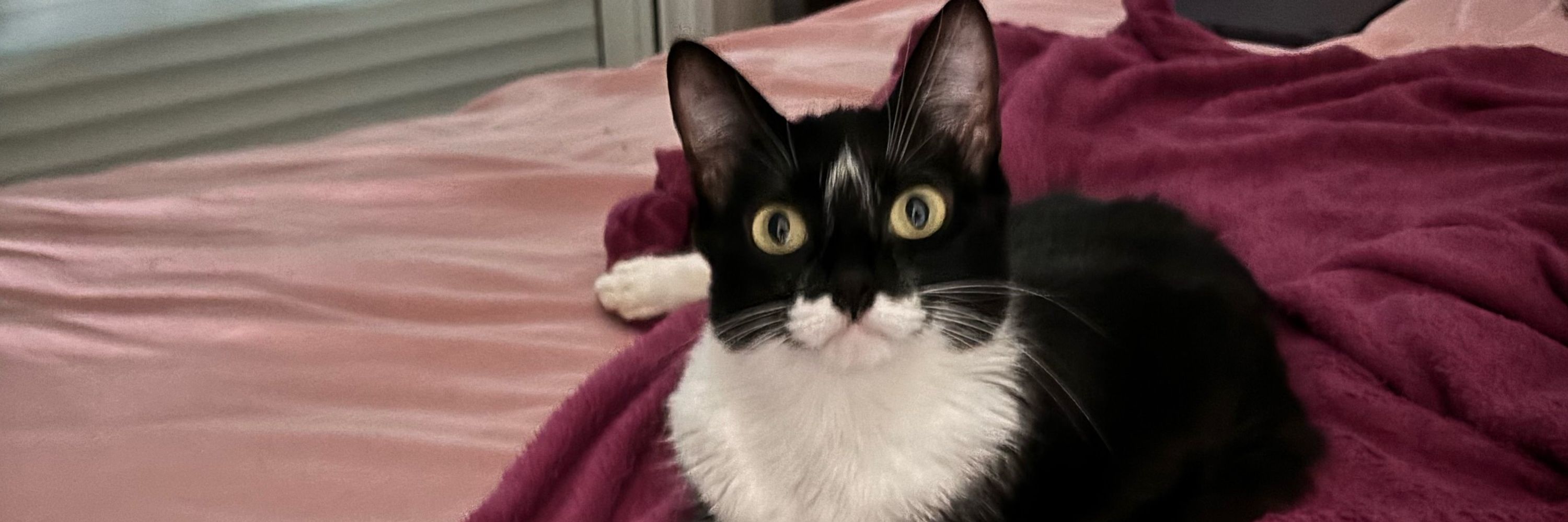 lu