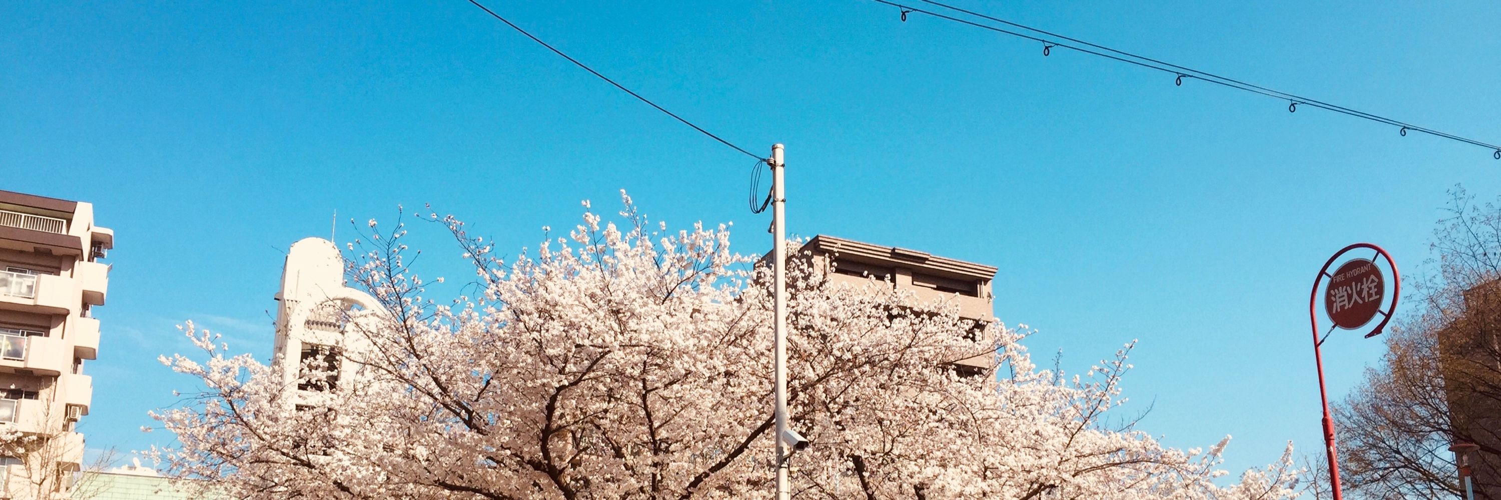 ピリねぎ