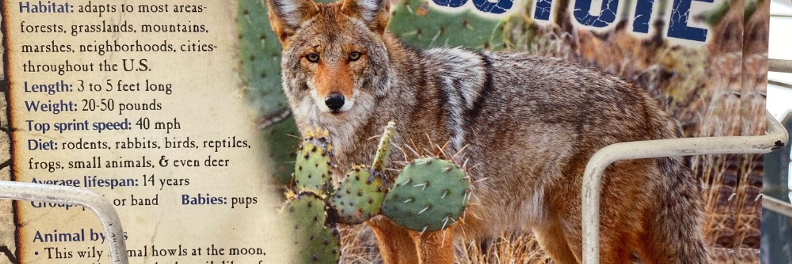 Skippy Coyote