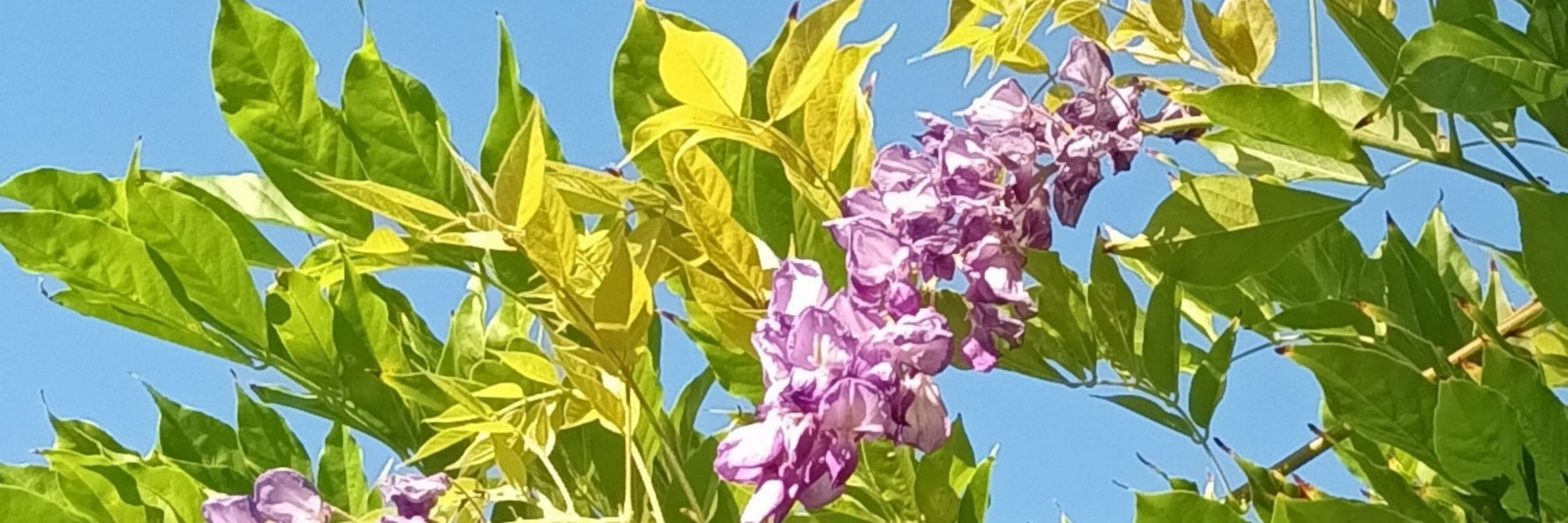 nasmabouquine