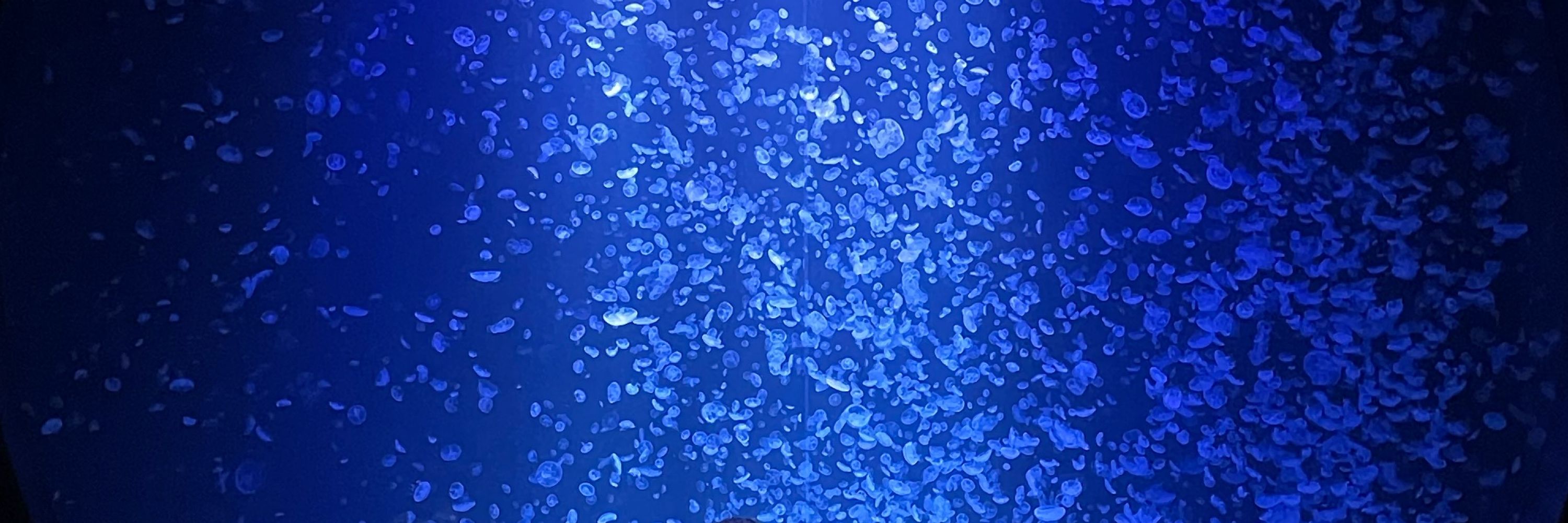 🌟