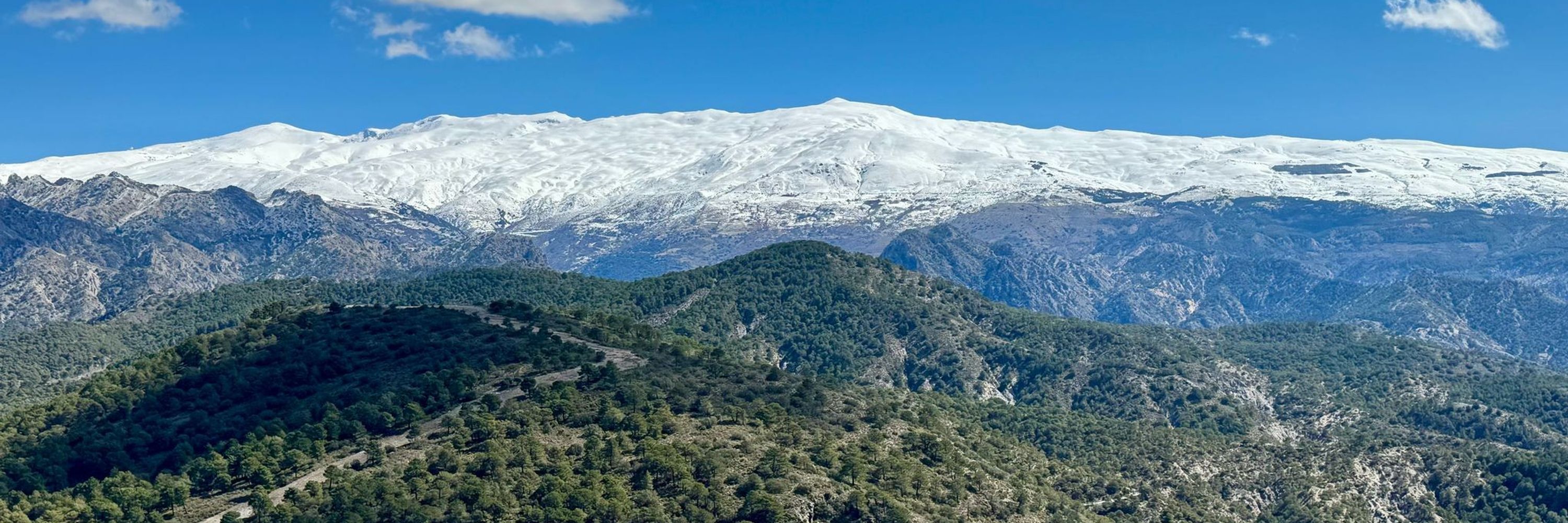 Nómada Forestal