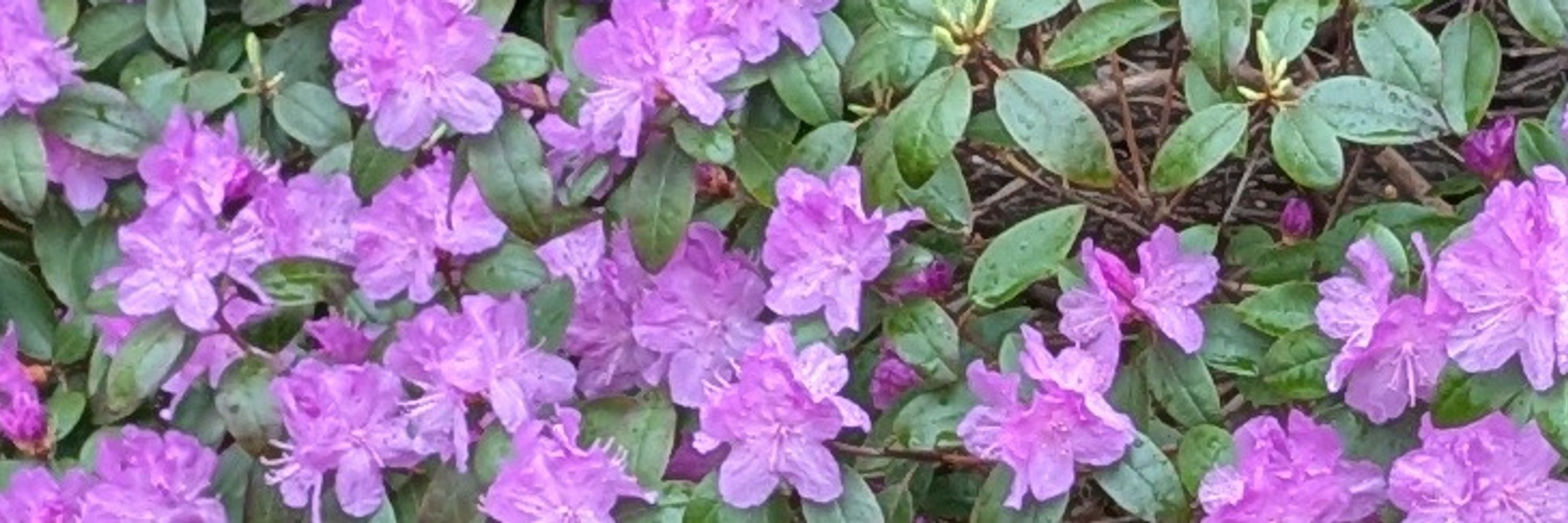 Pleasant Things