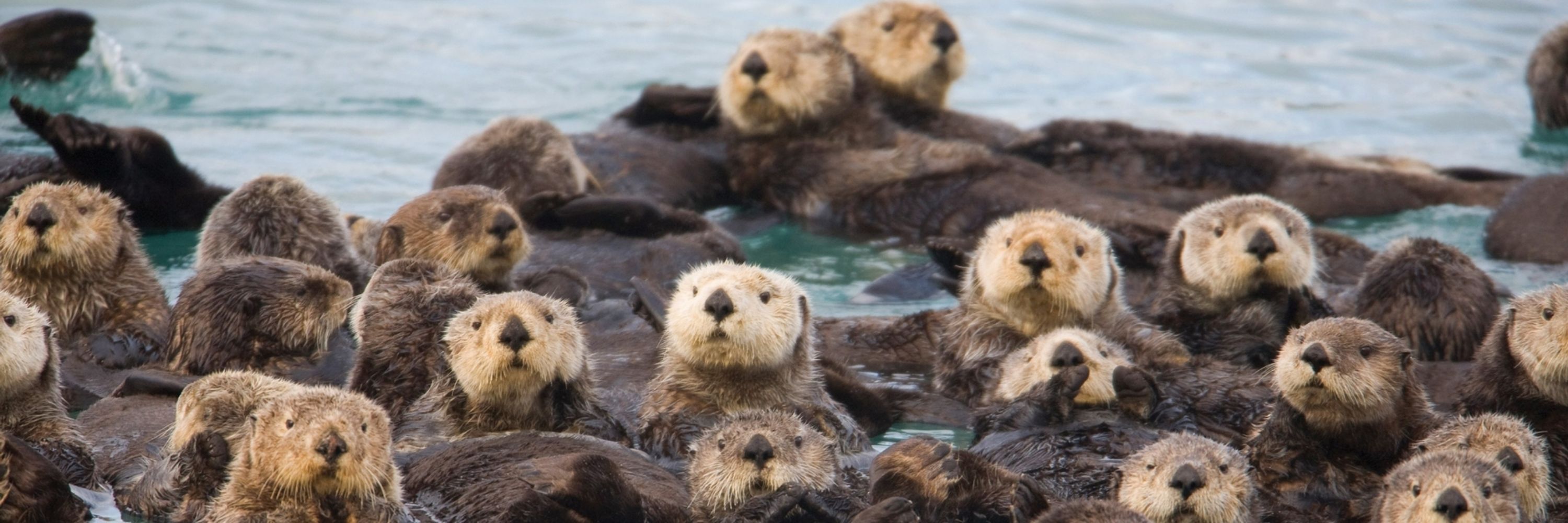 Greyotter