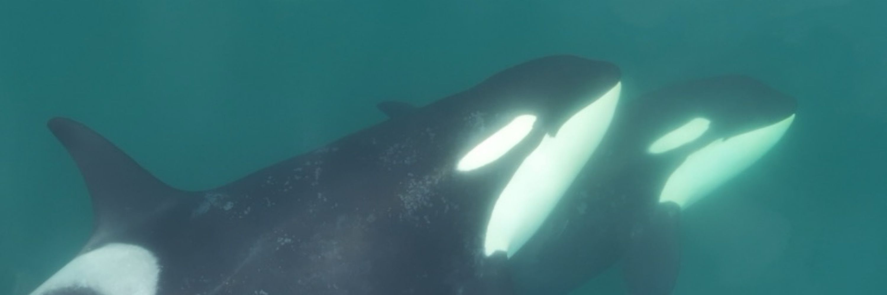 Center for Whale Research