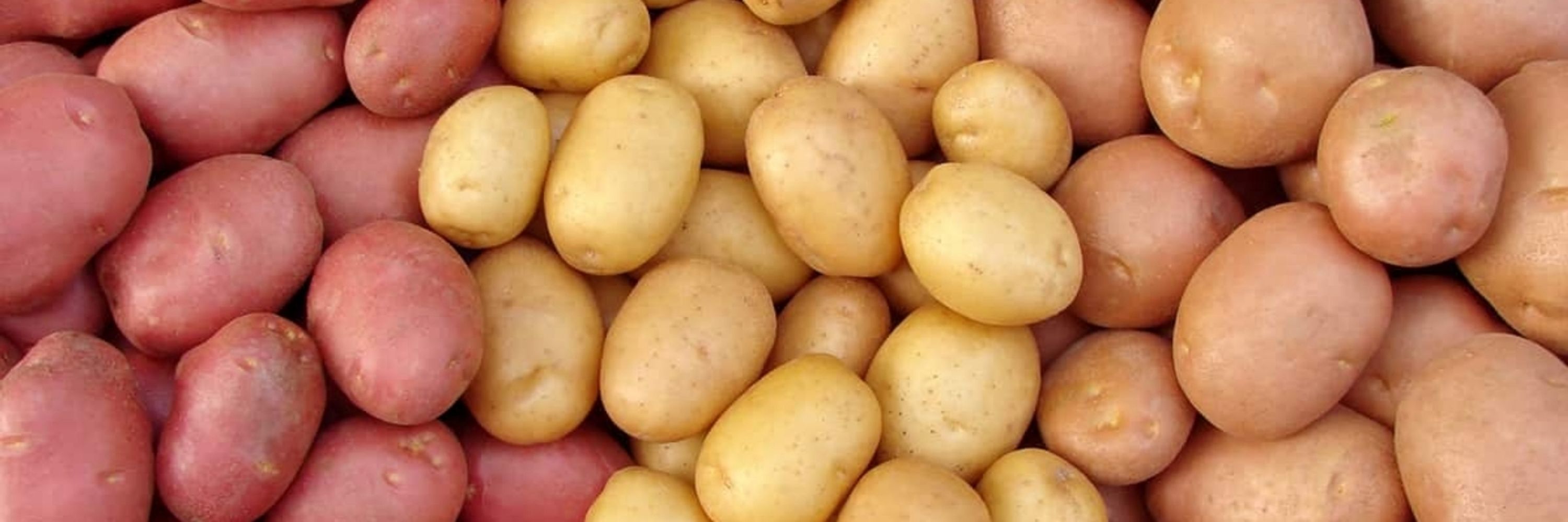 Brain Potato 🇲🇾