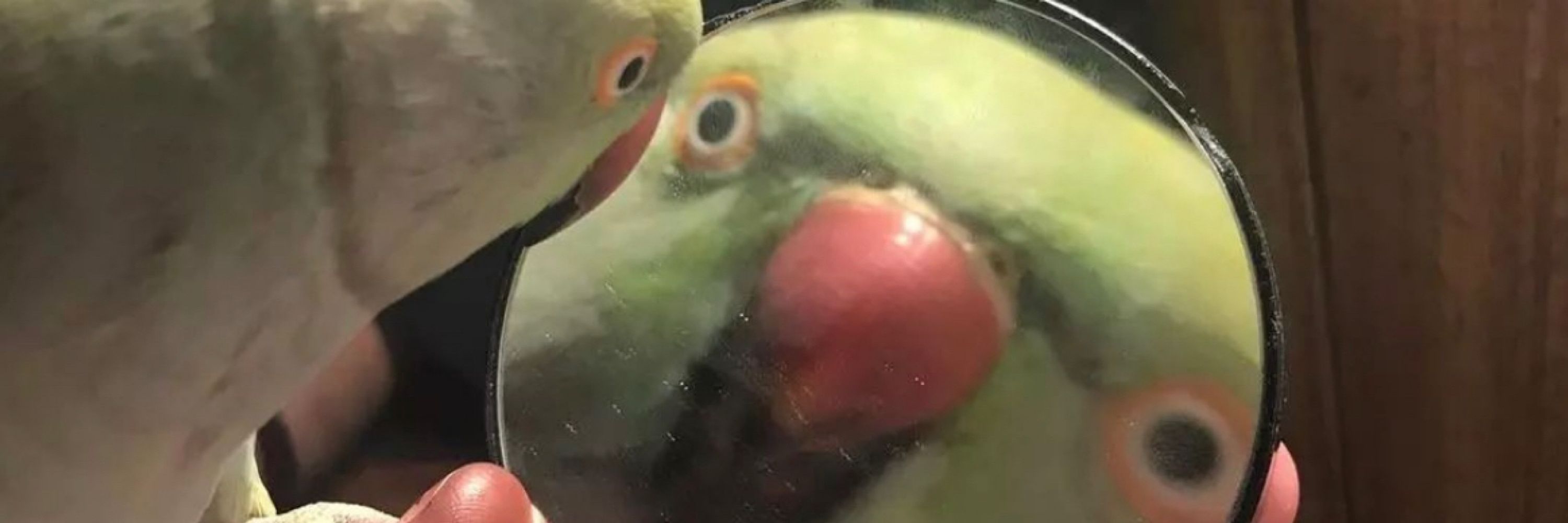 smoonie 