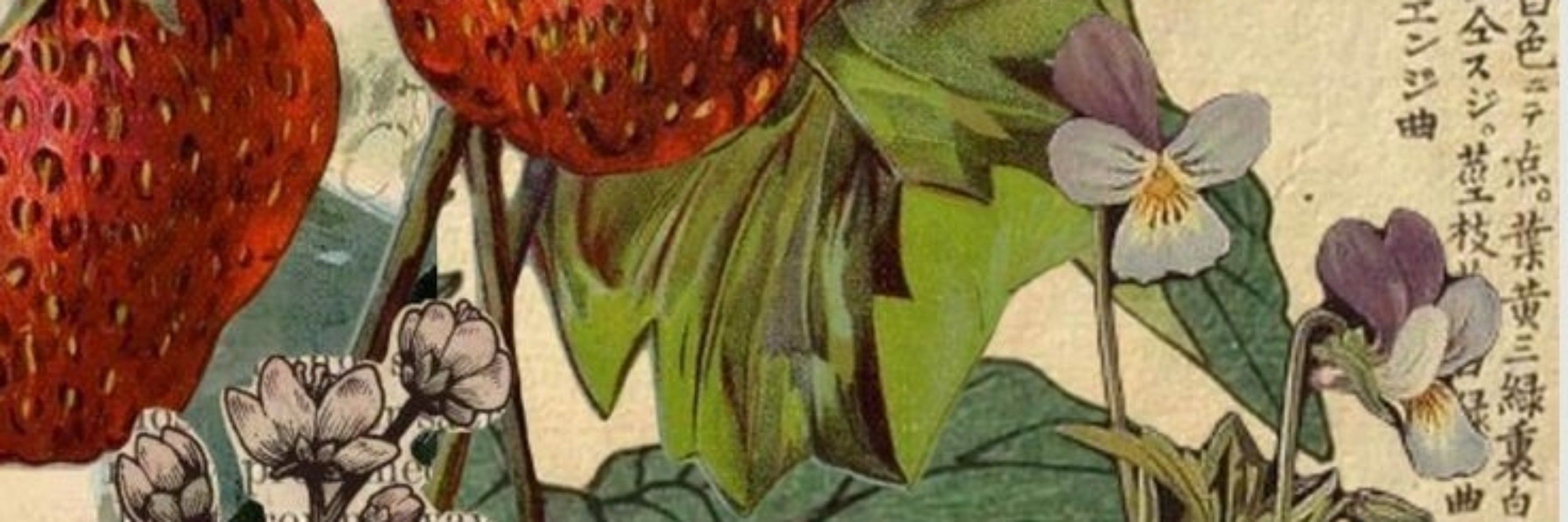 sra fleabag ⋆づ~ 🍓"