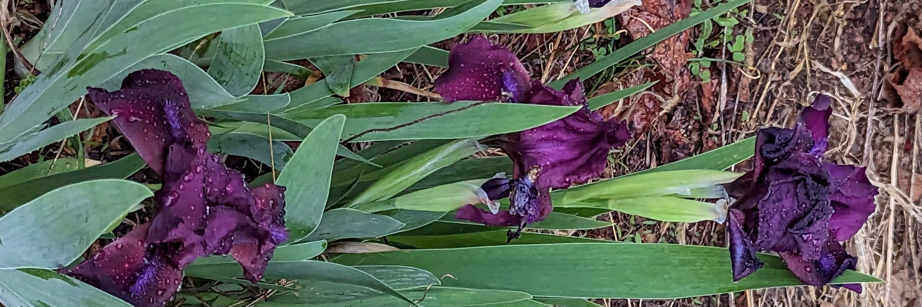A serious of poisonous plants 