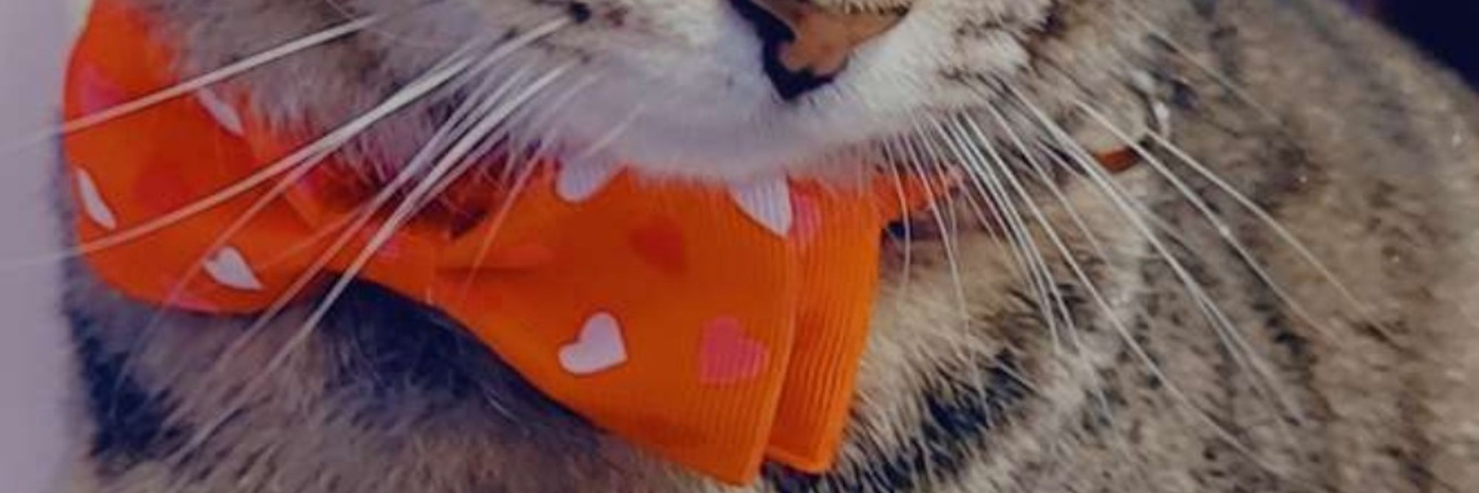 KittyRose