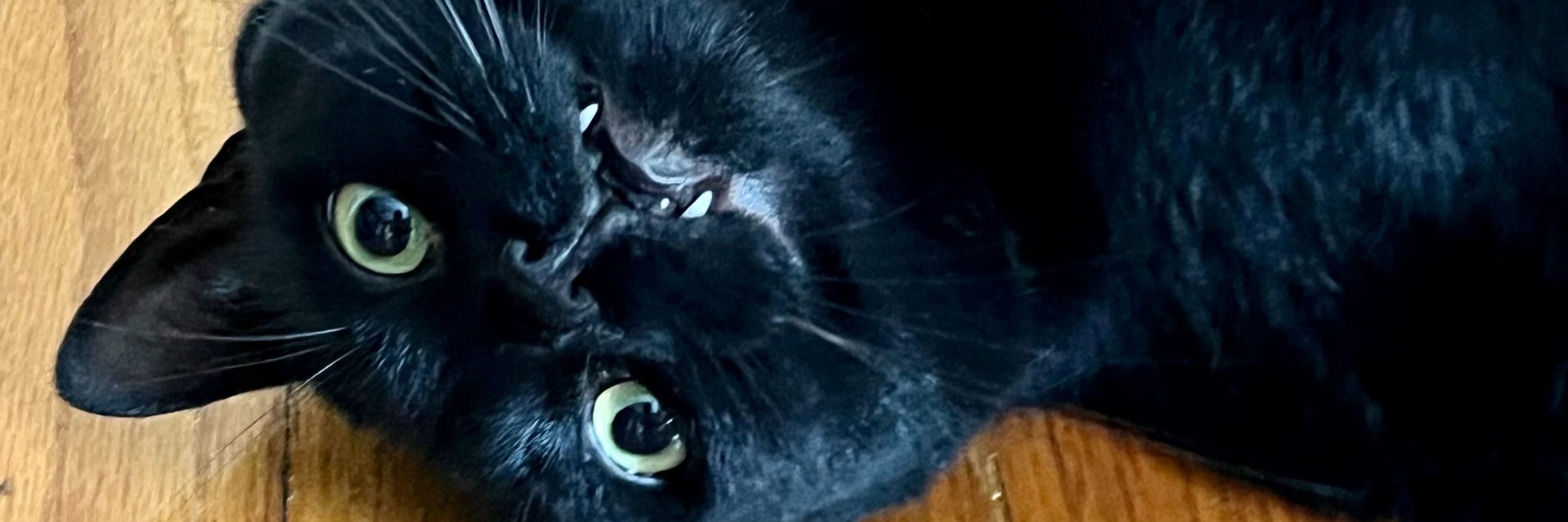 Meagan the Black Cat 🐈‍⬛