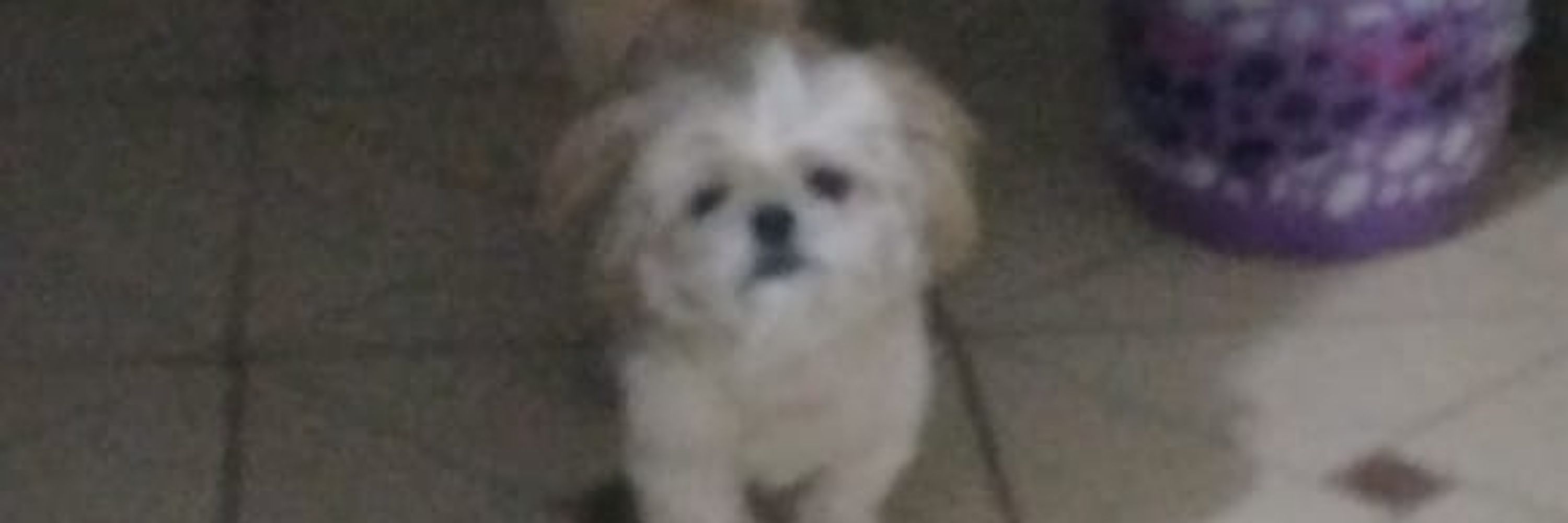 Iddi