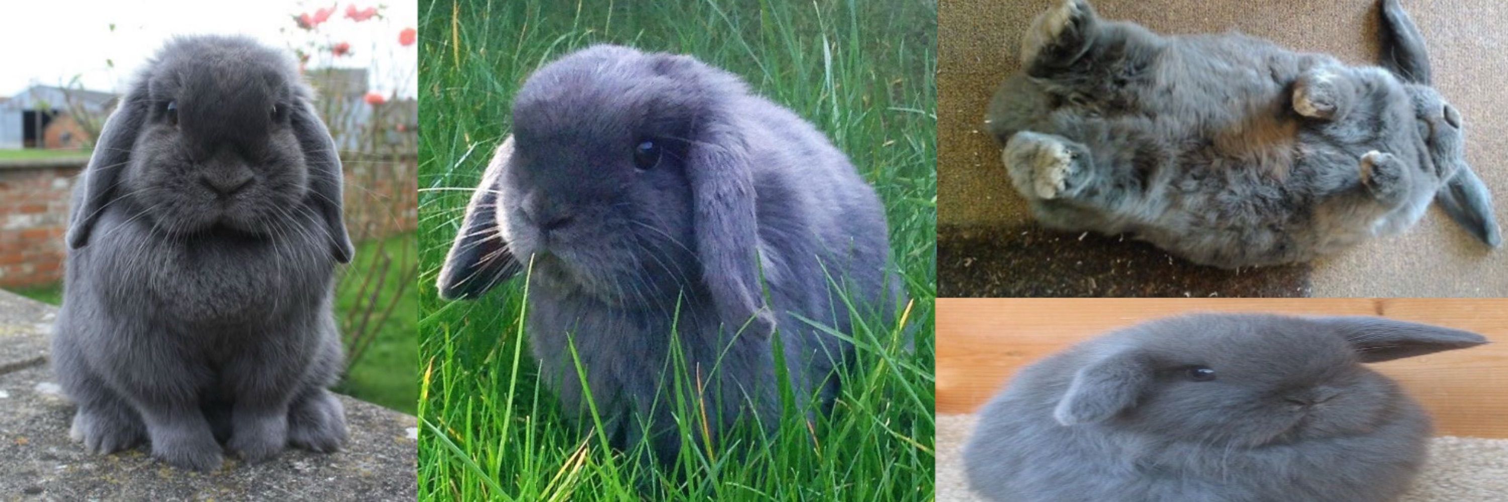 ed 🐇
