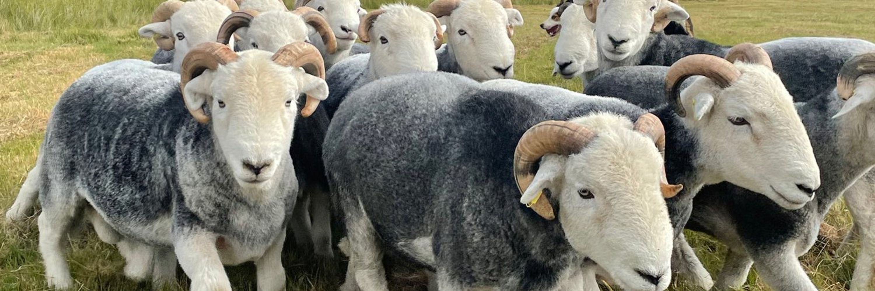 Baa-Zerker