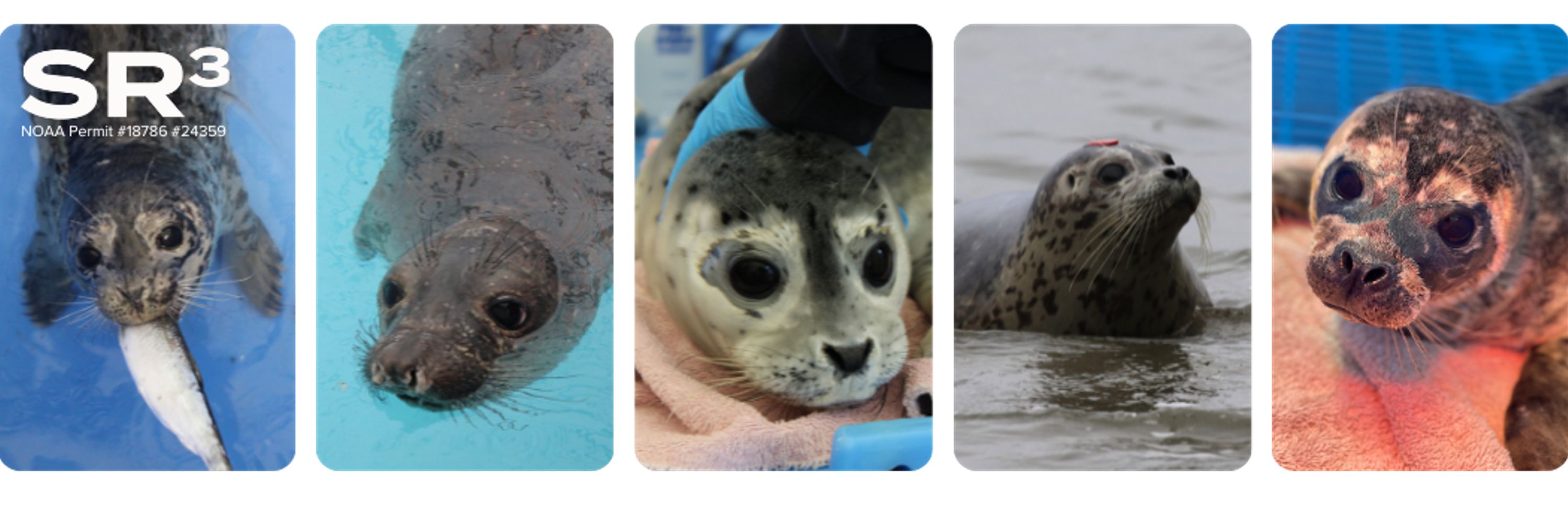 SR3 Sealife Response Rehab and Research