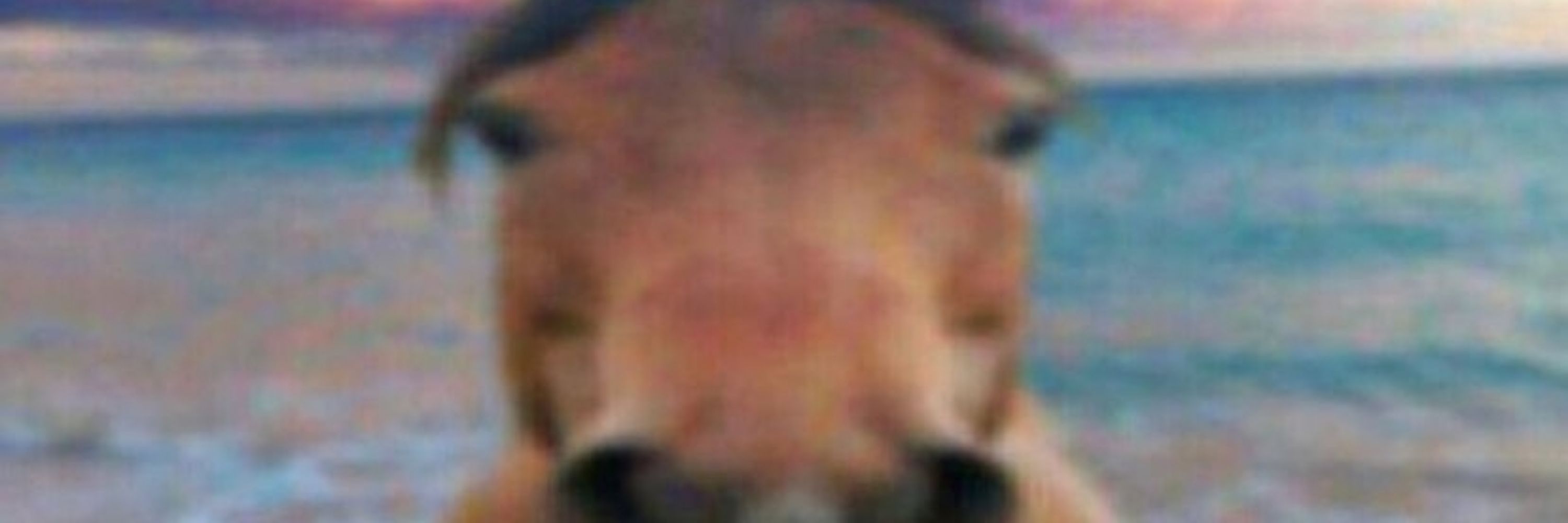 Skinyoensi 