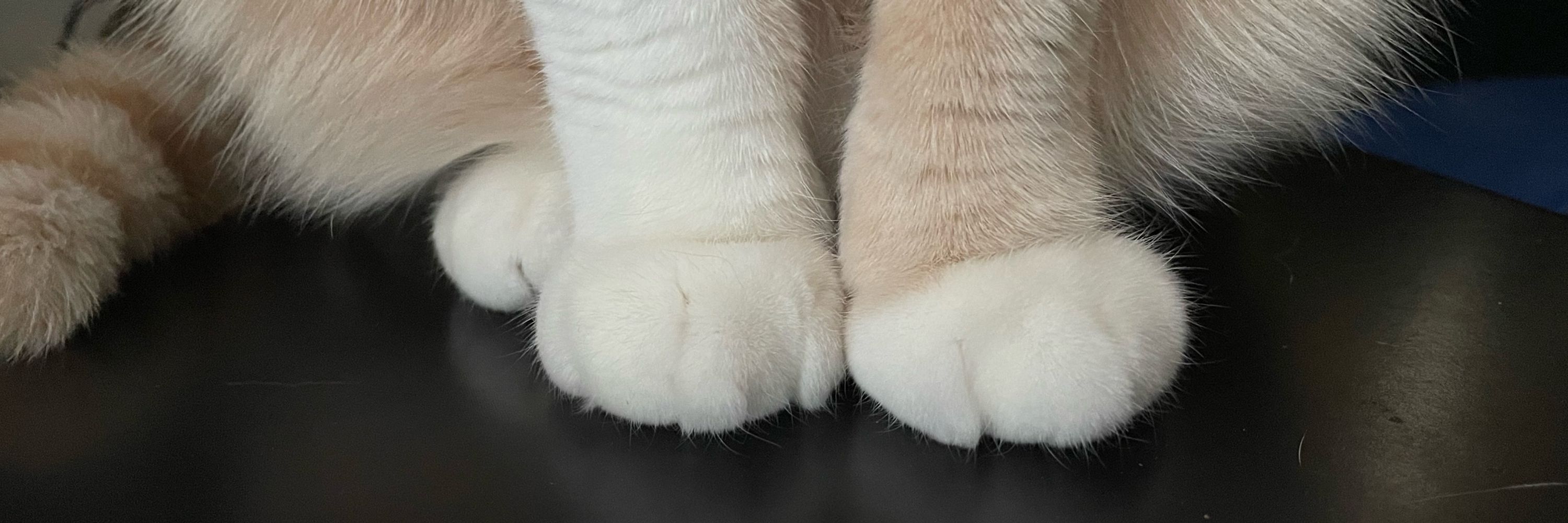 びあんの