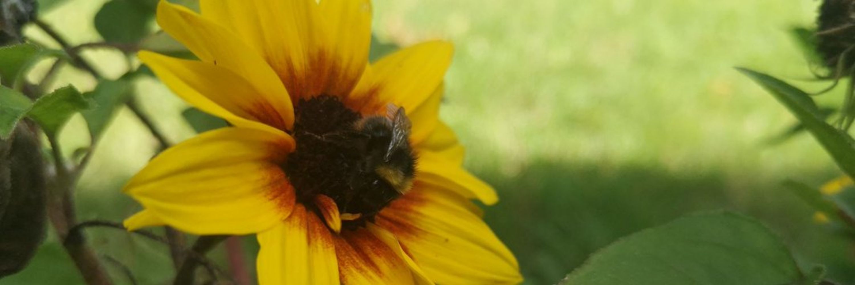 AsperBee