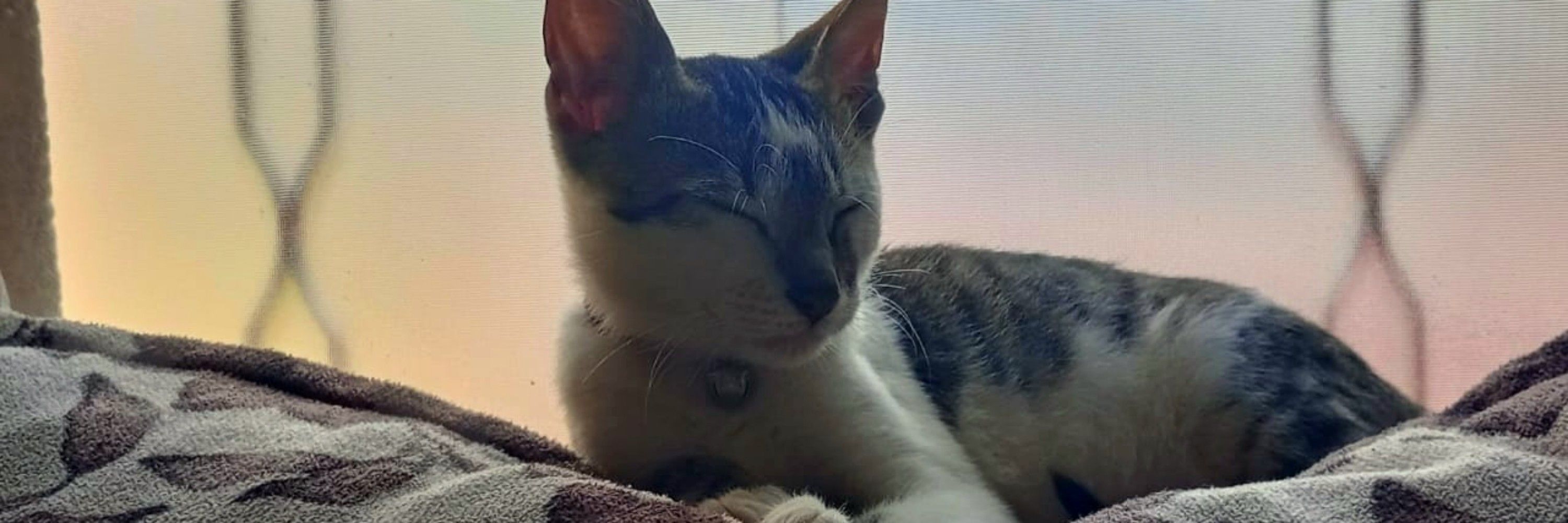 Ana Júlia!