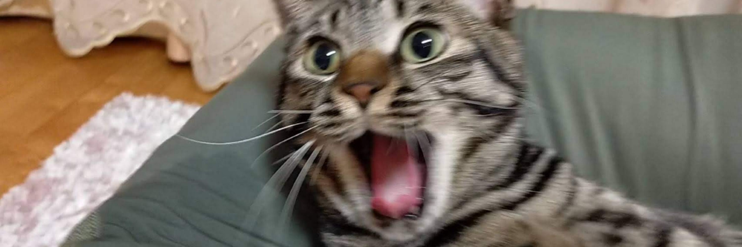 おにぎりさんฅ^•ω•^ฅ