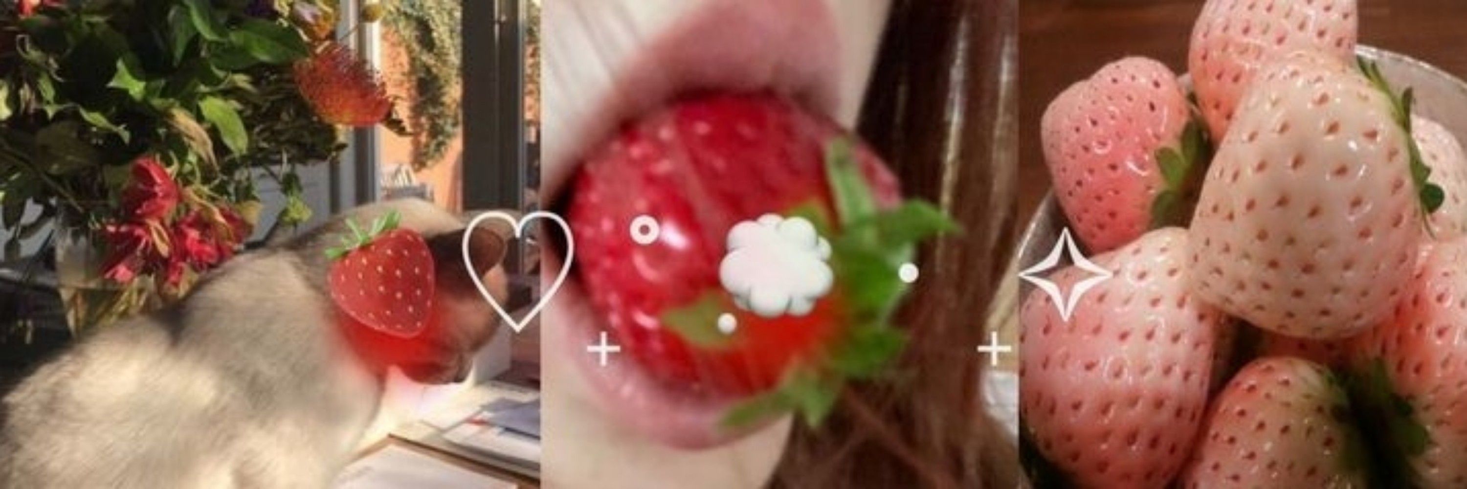 g¡o 🍓🪽