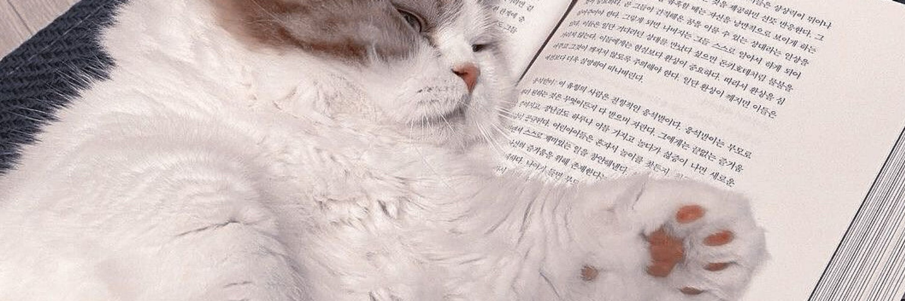 sunsalthecatlover🐾