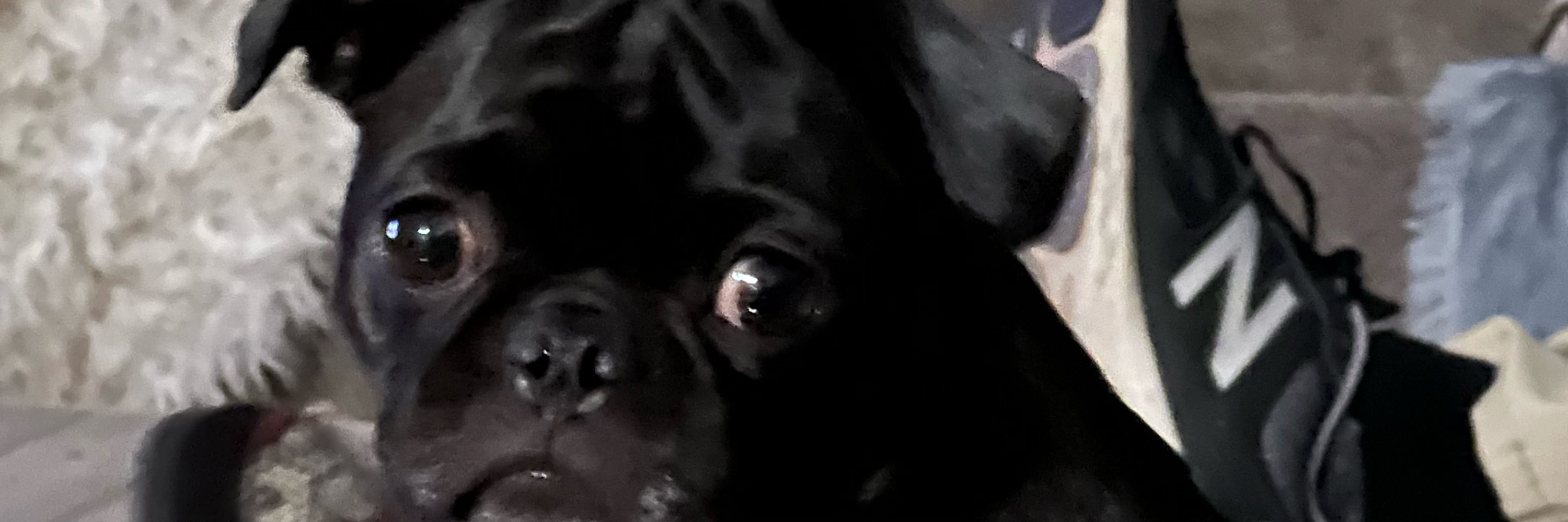 Blkpuglovr