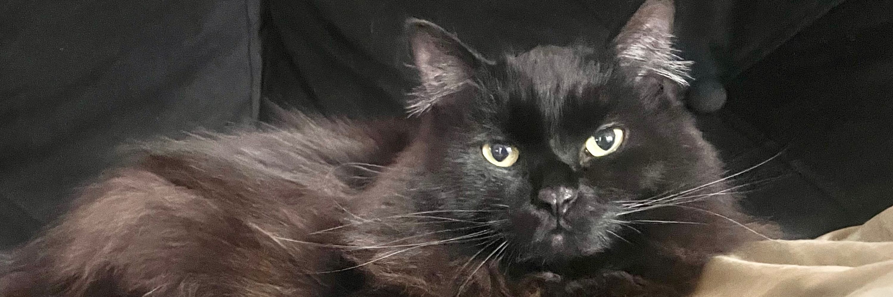 🖤Lilith🖤