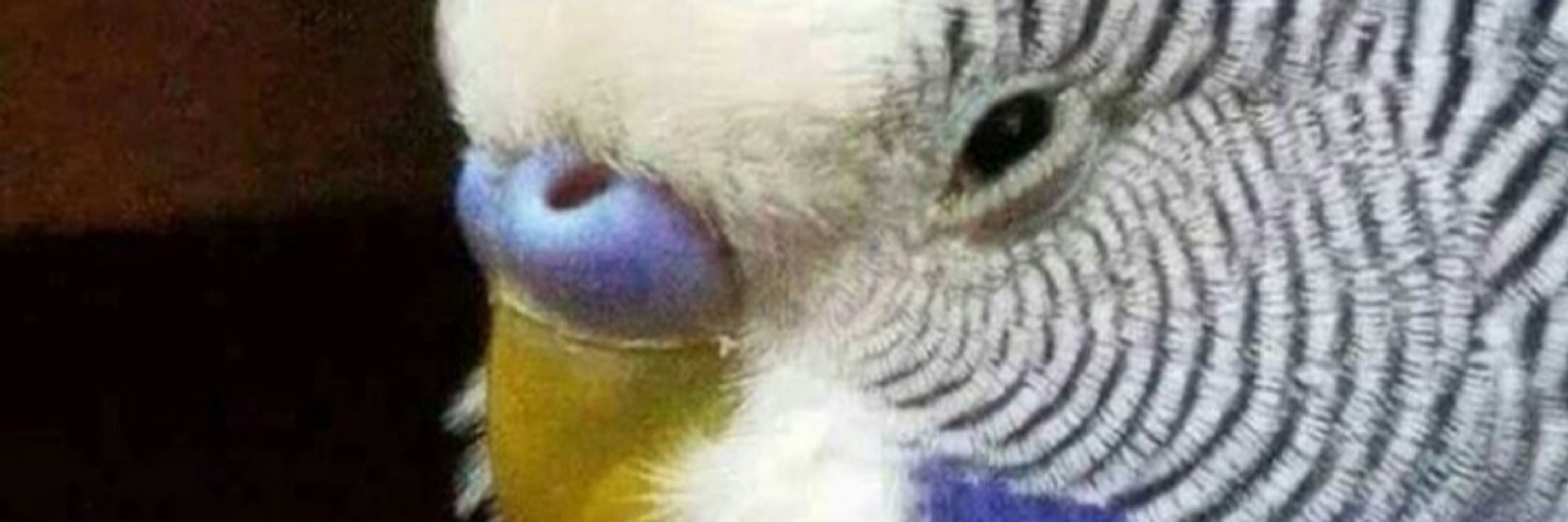 Luk