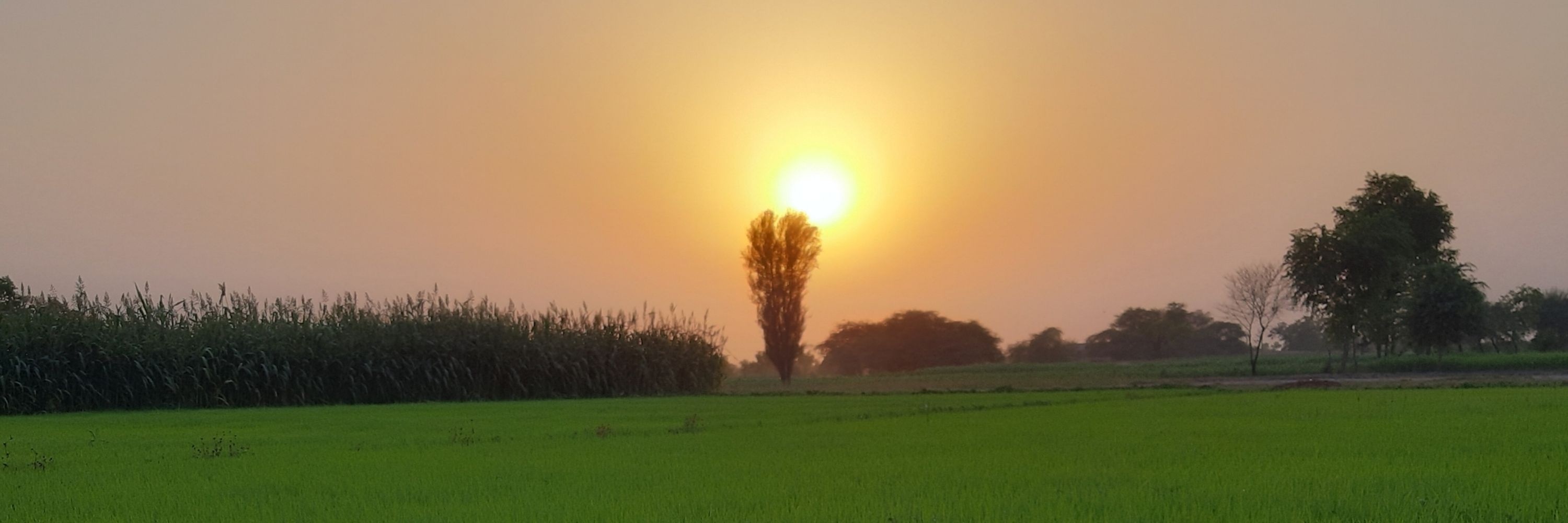 Nouman Ashraf