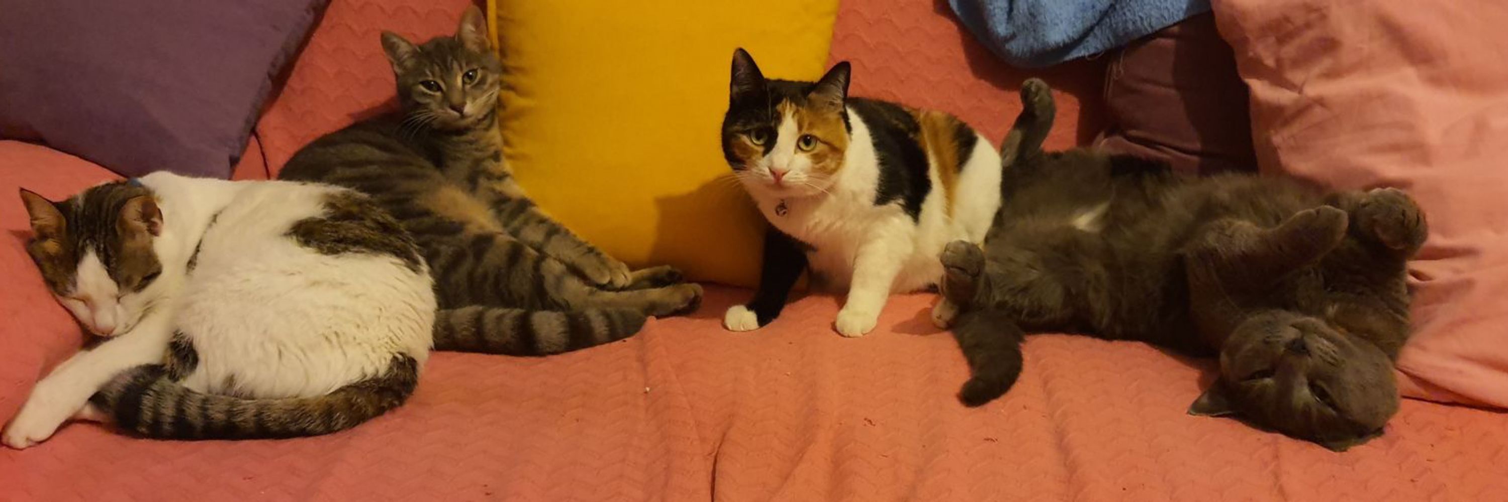 Işık Pelin