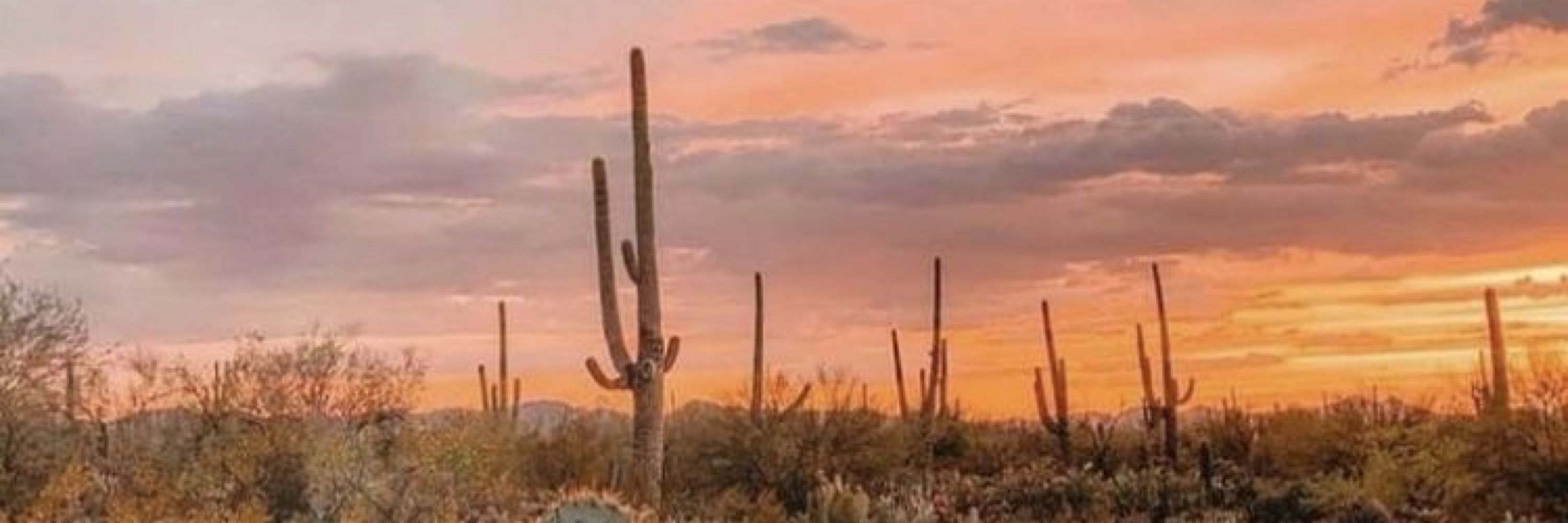 🏜️ fee :3 🌵