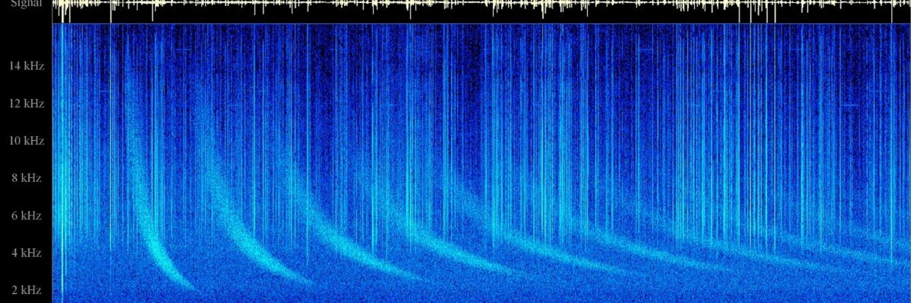 radiowhistler