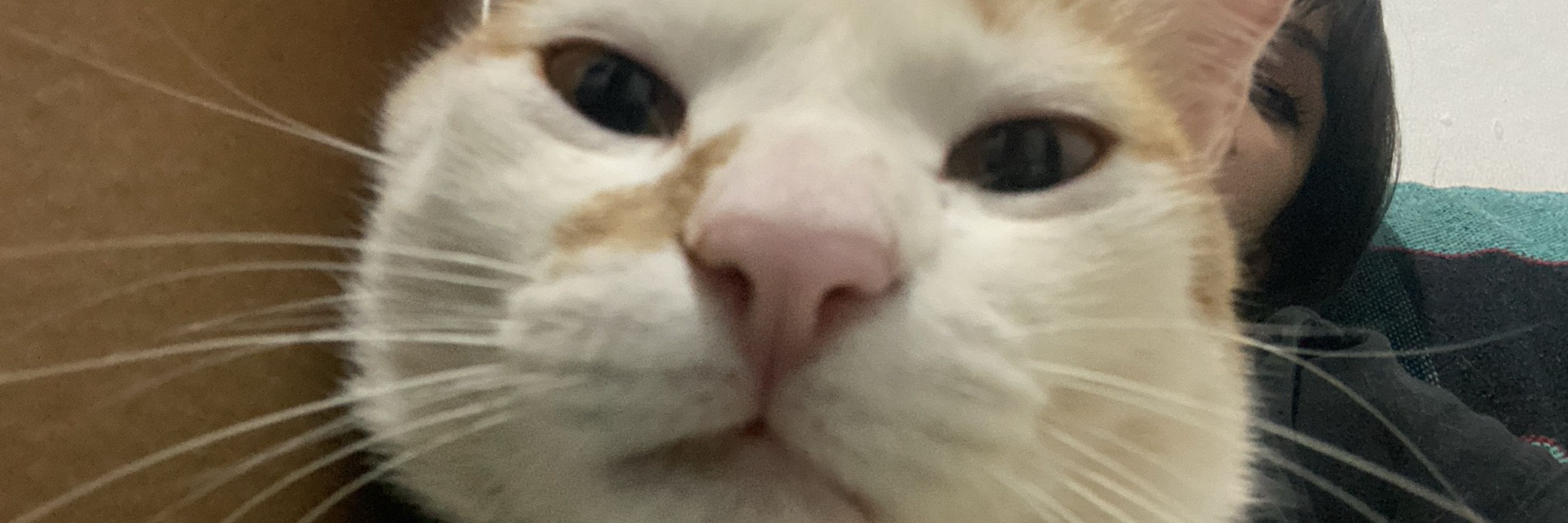 rwbbye