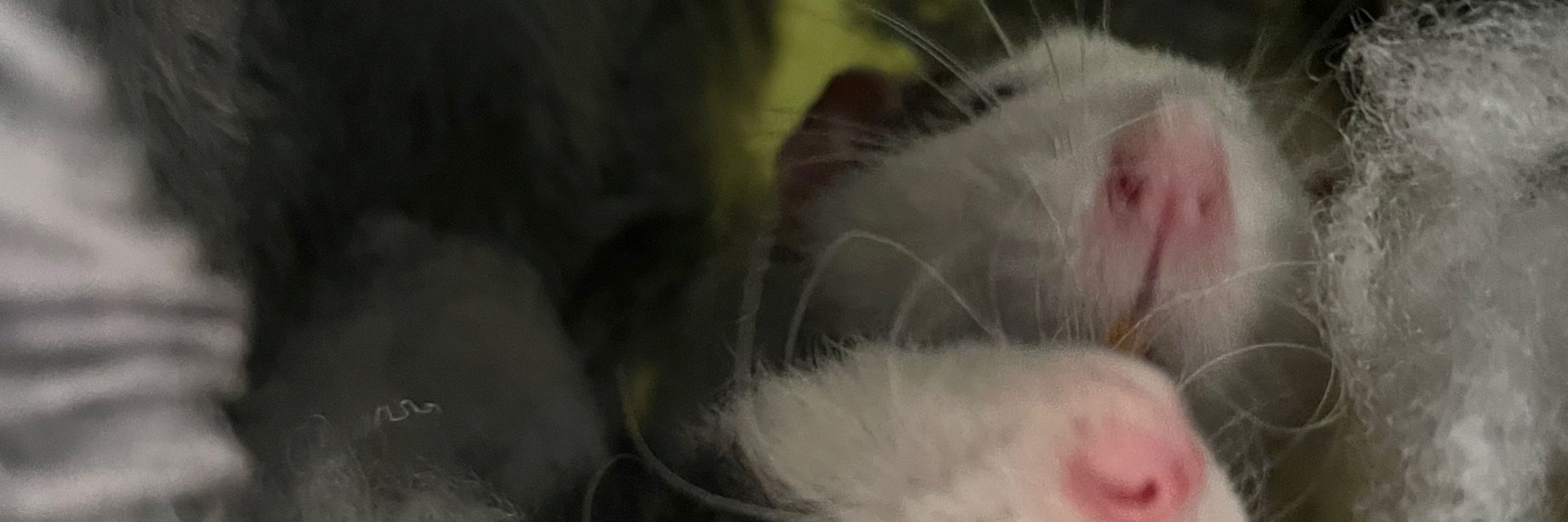 Hickeyshamer