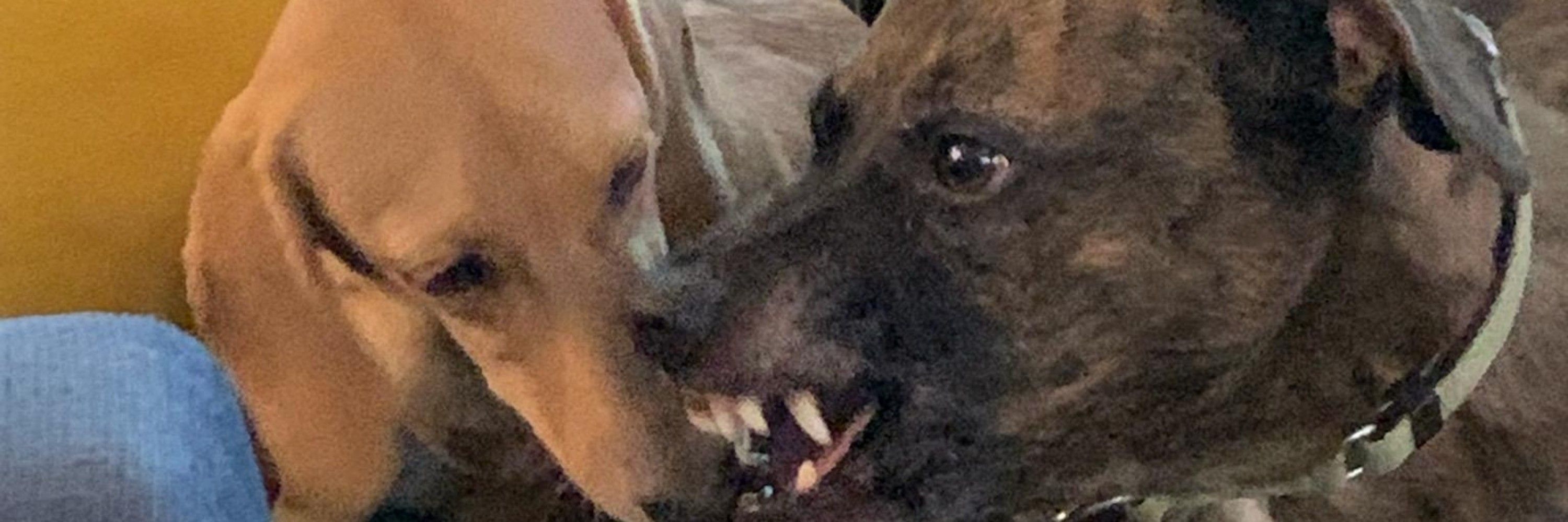 Dogs Running In Circles