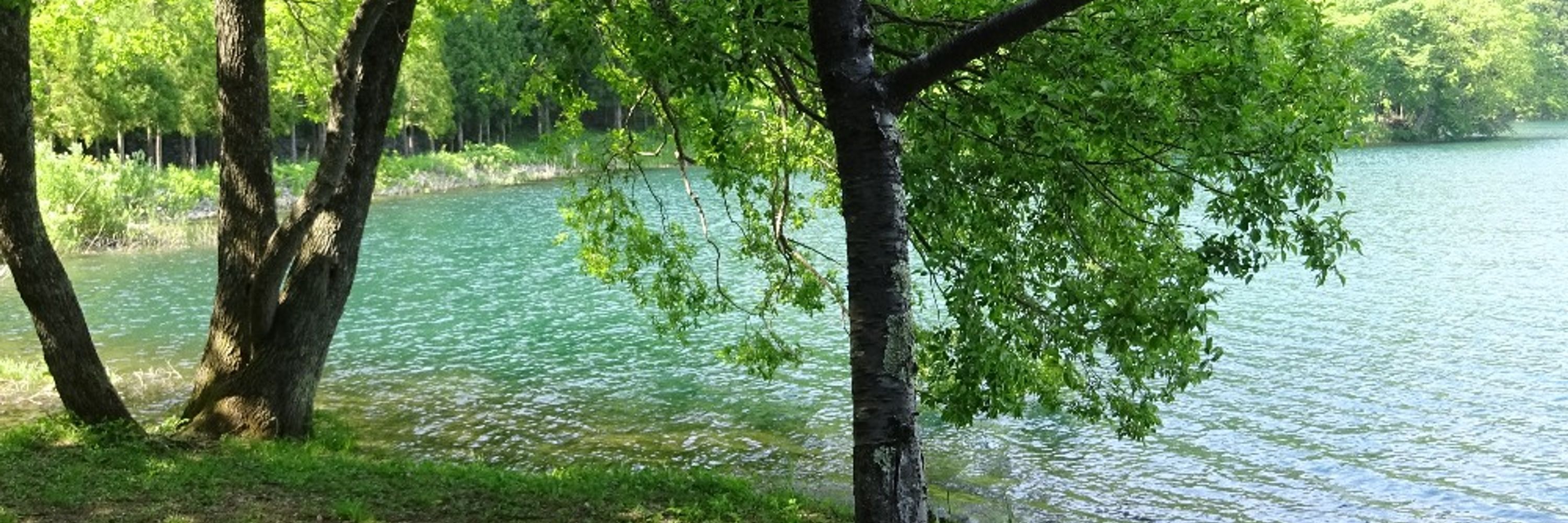 midori