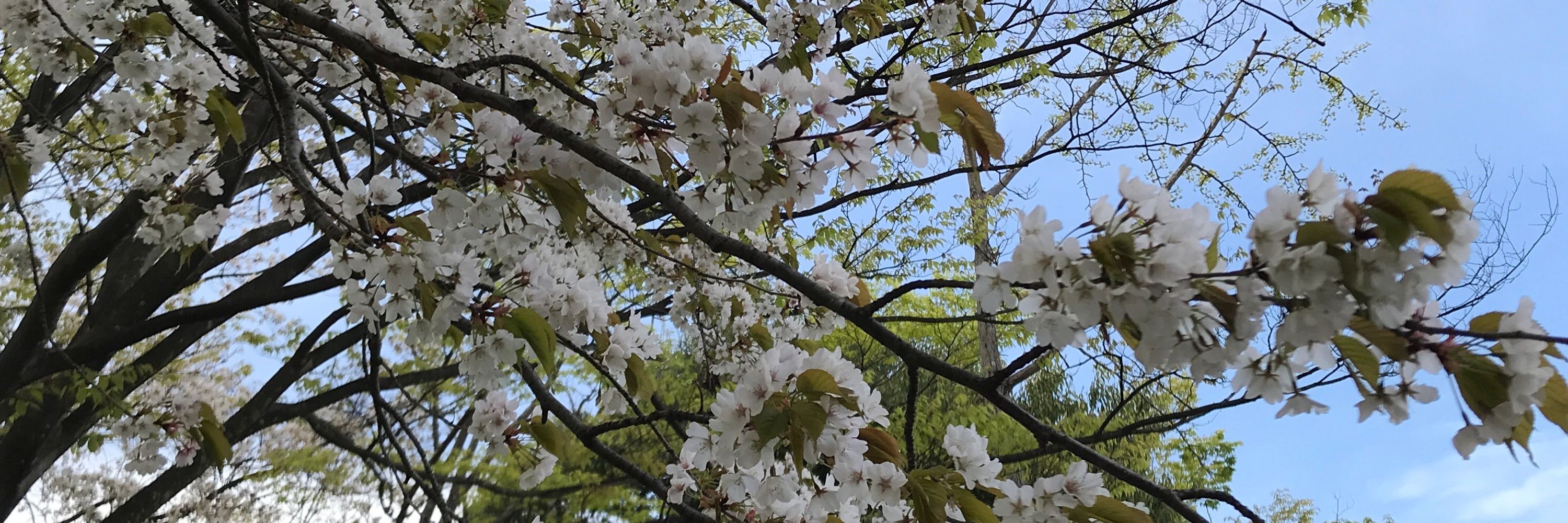 いにしえの貴腐人