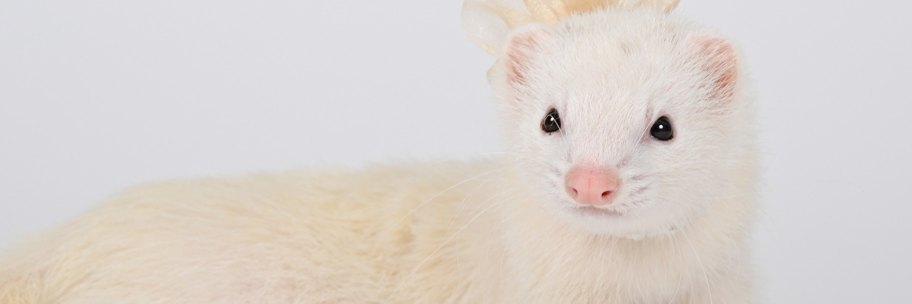 ferrettail