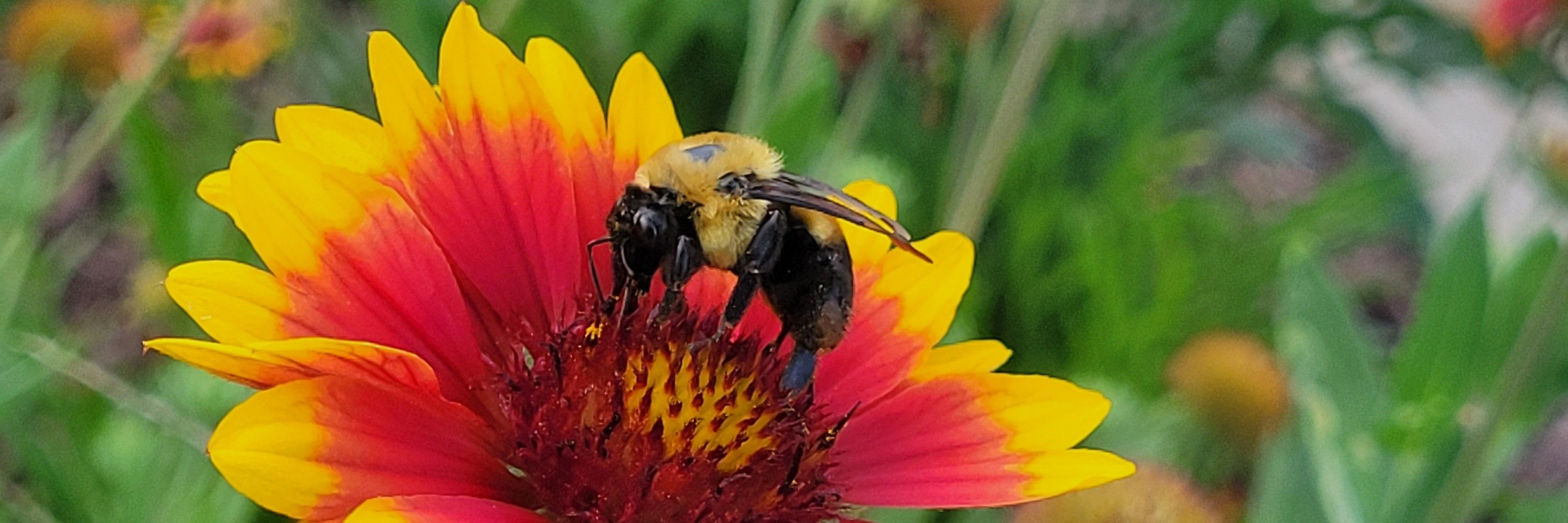 BeeMachine