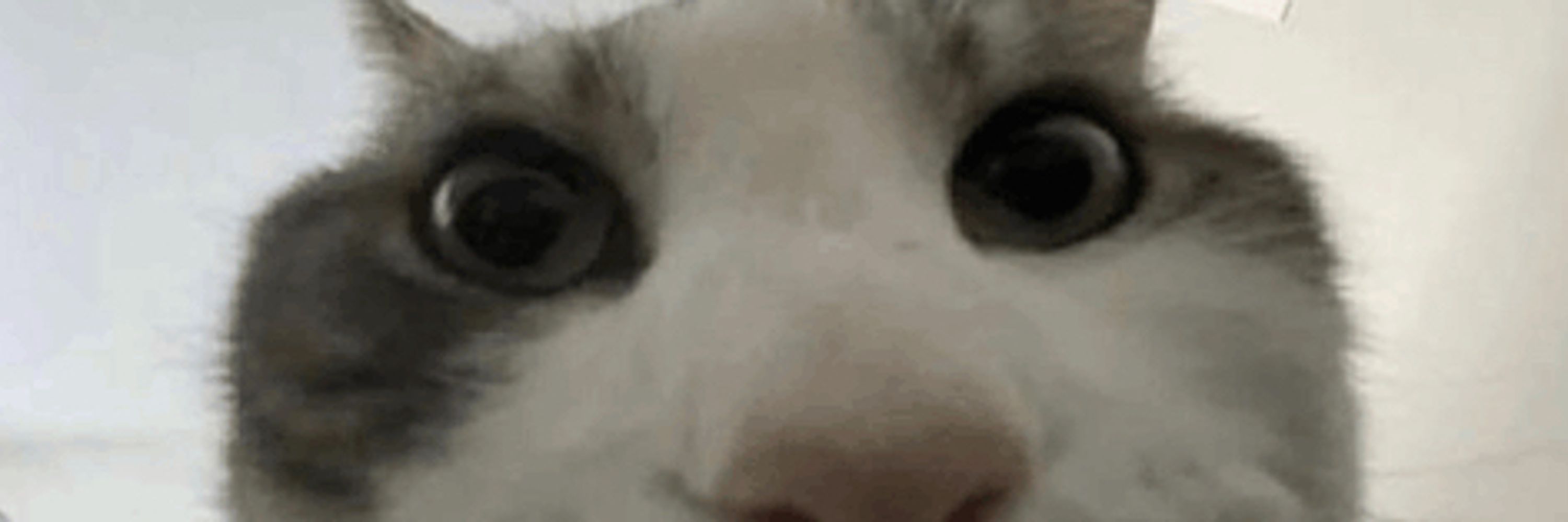 wolfie