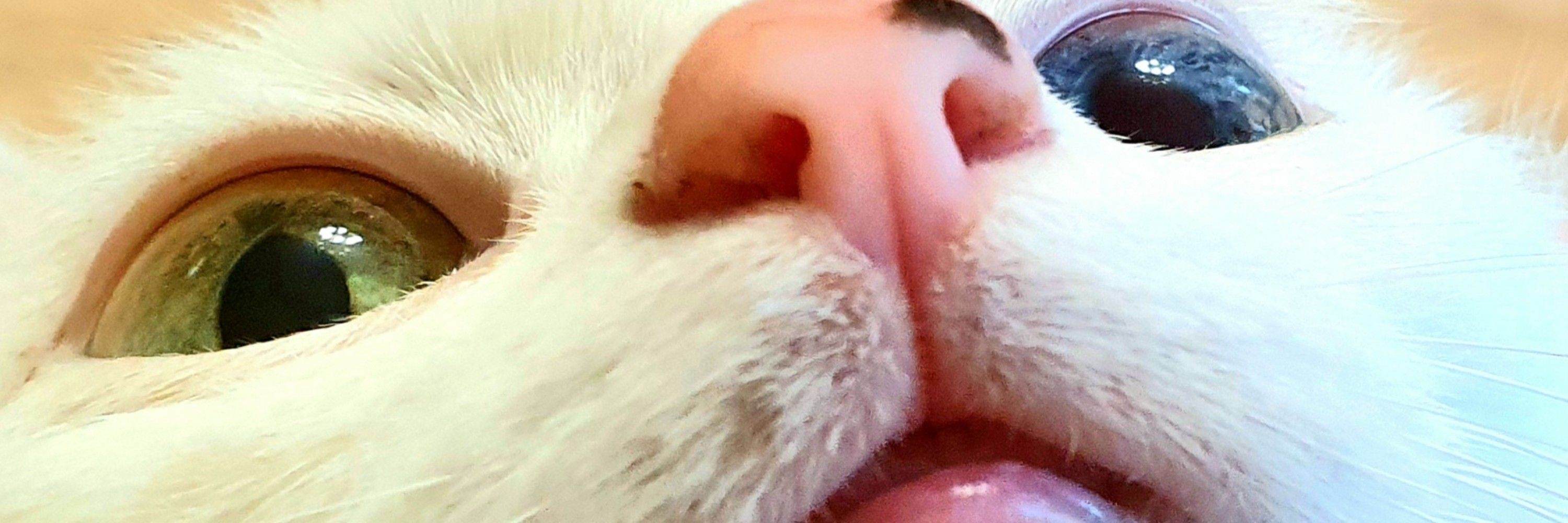 shmowder
