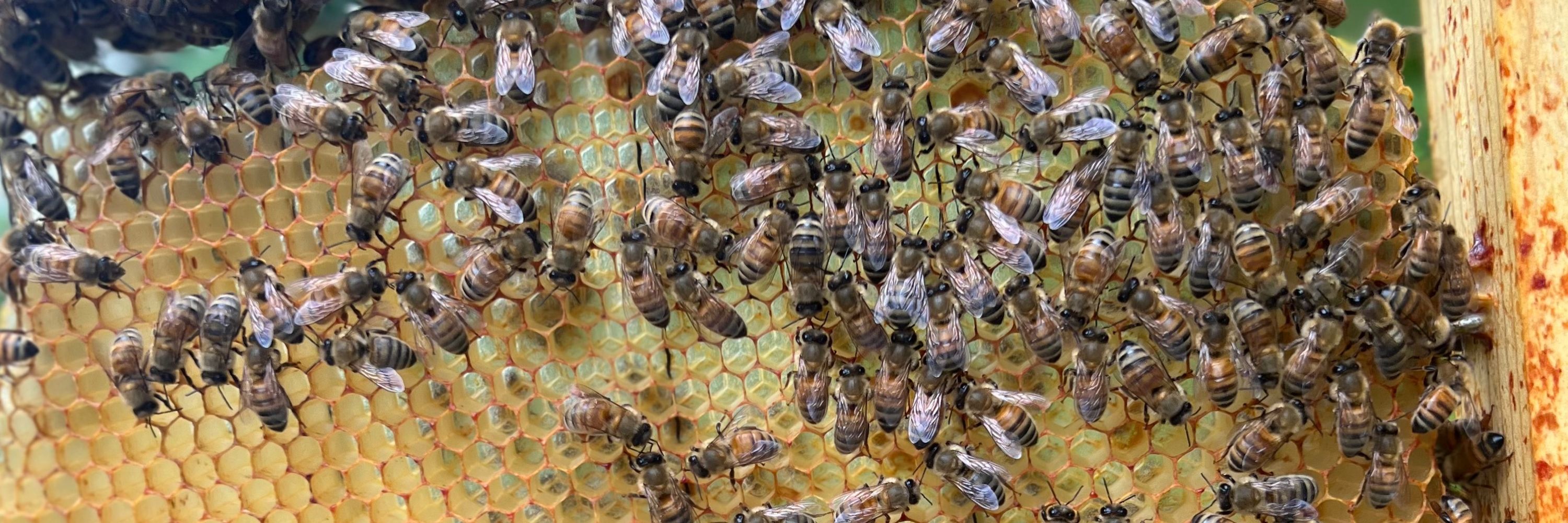 BeekeepingYogi