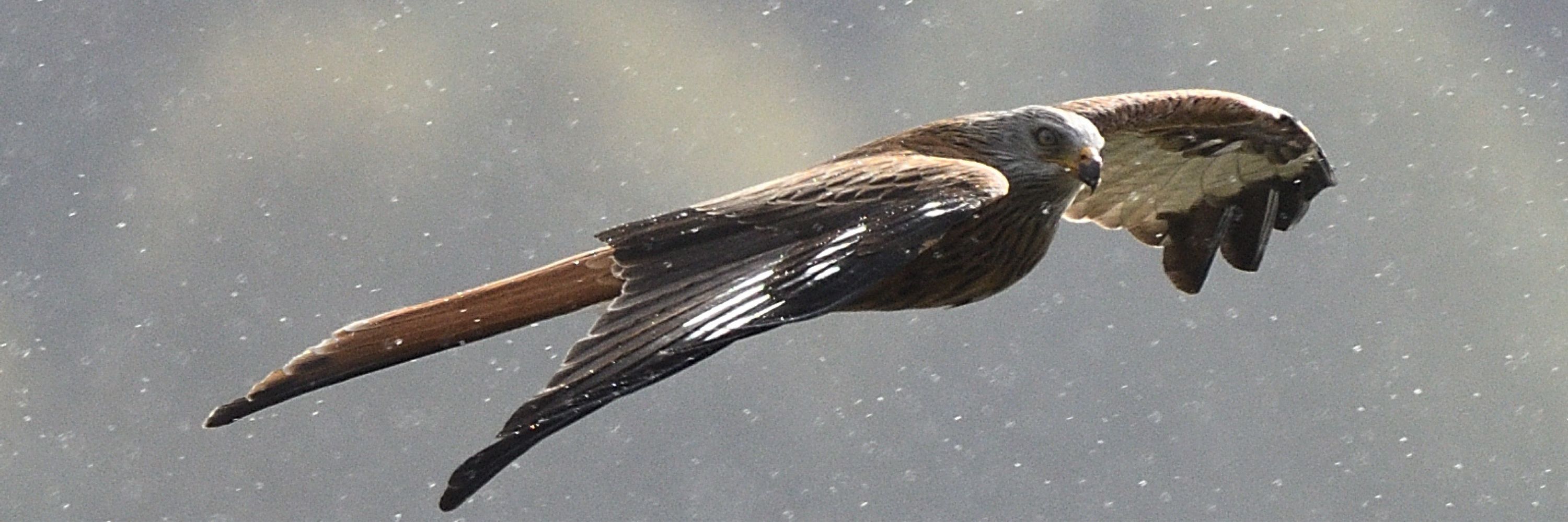 Pep Anguera     Wildlife photography