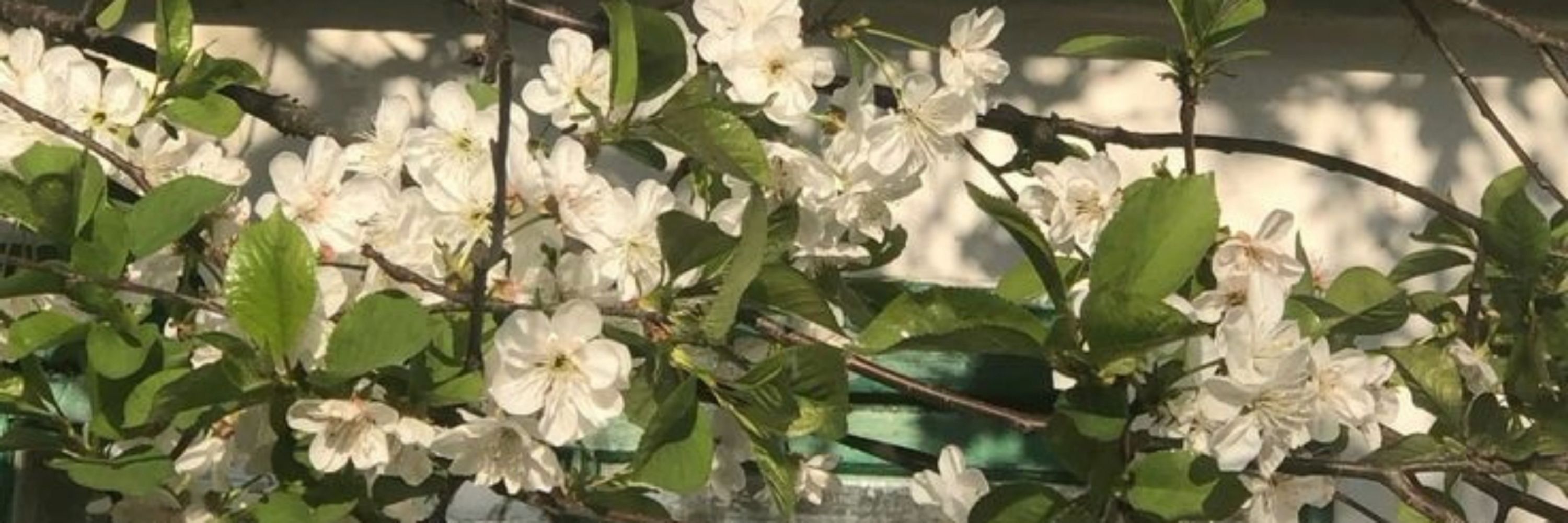 ❃Я ᥴᴛᥲρᥲюᥴь δыᴛь ᥊᧐ρ᧐ɯᥱᥔ❃🪷🌿🍯