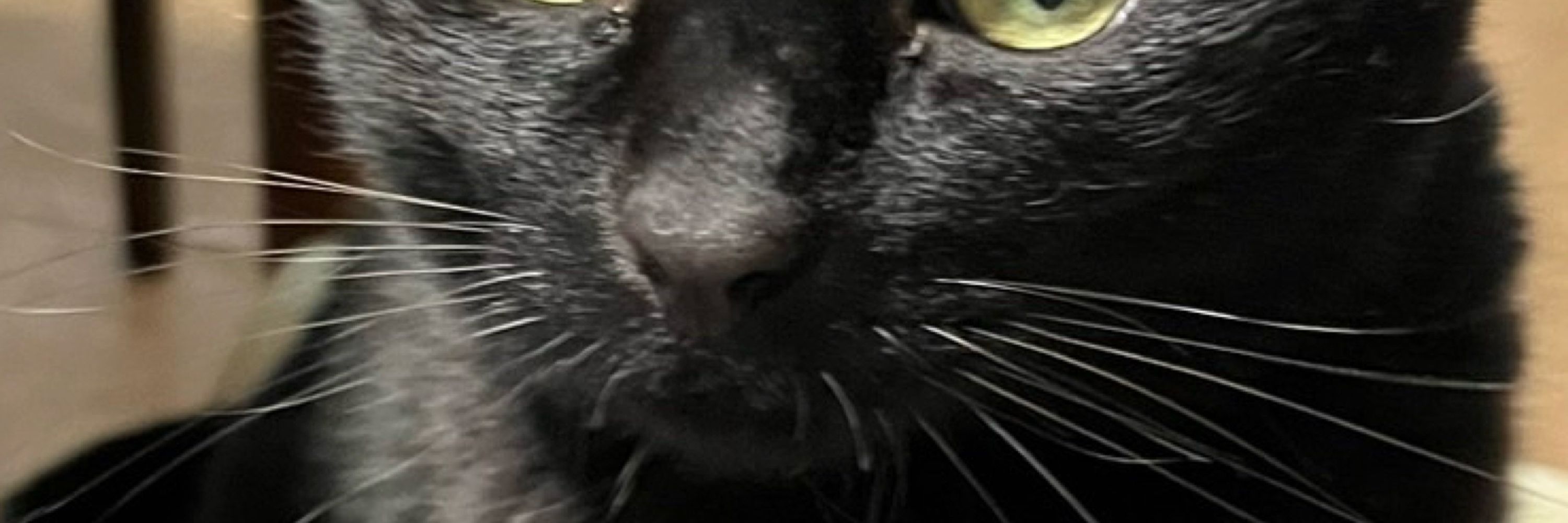 A🐈‍⬛