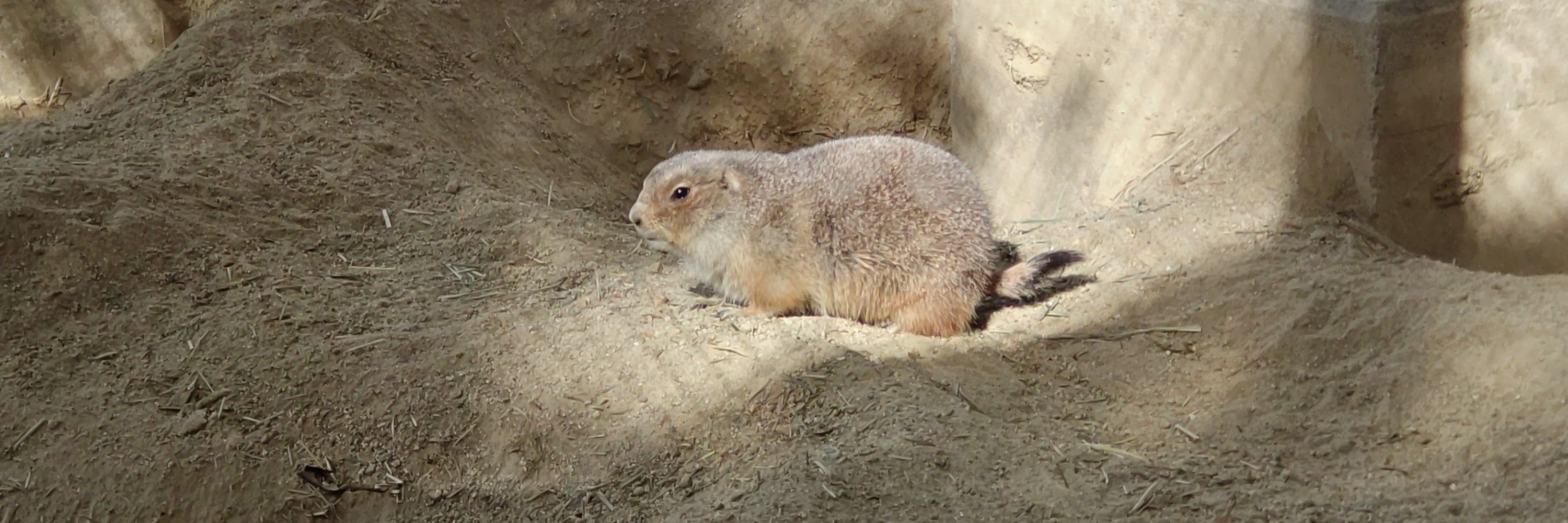 島虎