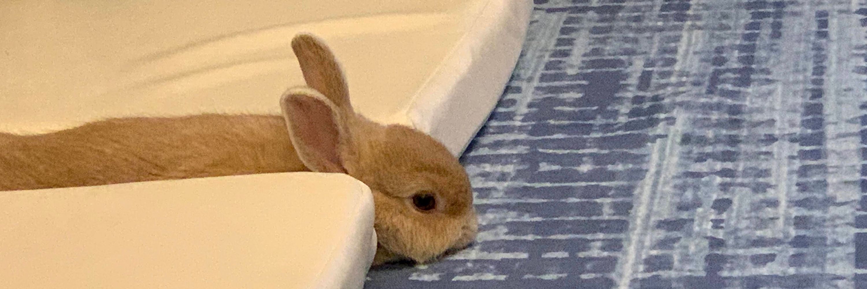 ぴらふ