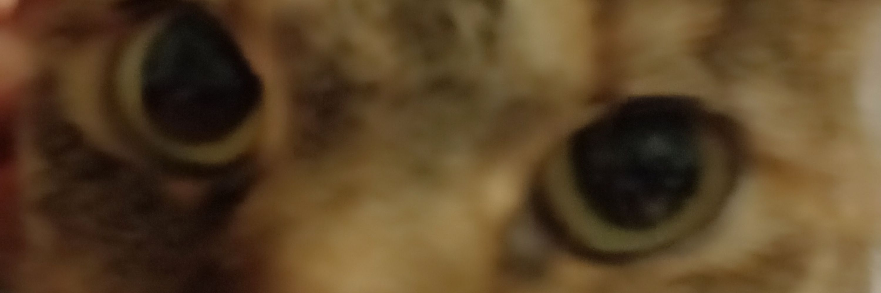 XENDRARA >:)