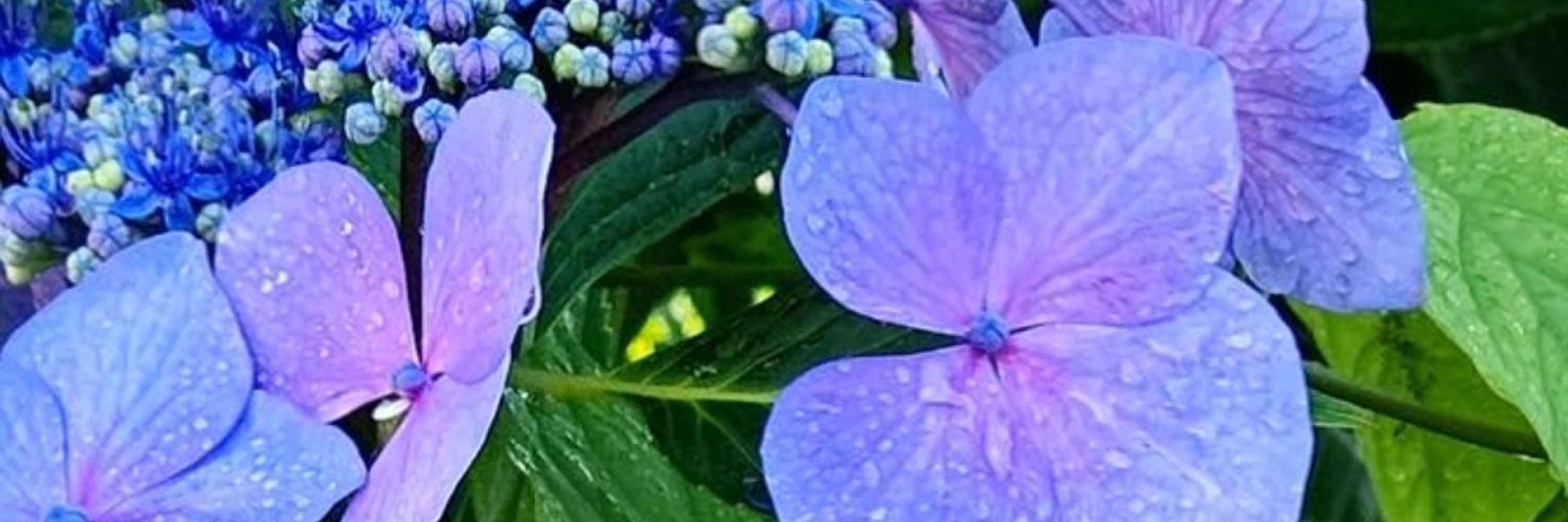 緋雨